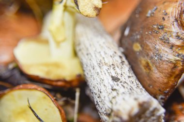 Mantarın alt tarafında seçici bir odak noktası var. Makro fotografi, gıda kavramları