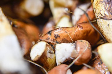 Mantarın alt tarafında seçici bir odak noktası var. Makro fotografi, gıda kavramları
