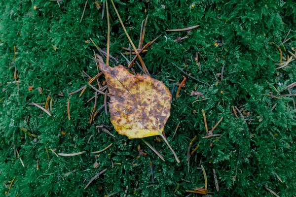 Daun Kuning Musim Gugur Terletak Pada Lumut Hijau Dikelilingi Oleh — Stok Foto