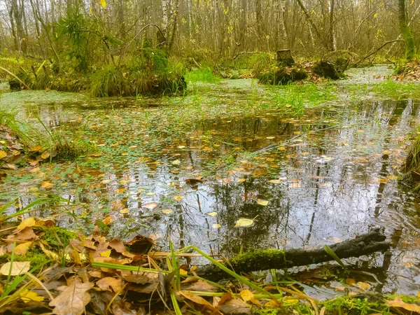 Foglie Cadute Uno Stagno Foresta Serbatoio Forestale Coperto Fogliame Giallo — Foto Stock