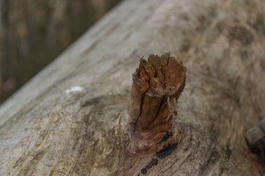 Arka planda, kurumuş bir ağaç gövdesinde kuru bir dal var.