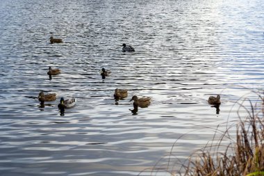 Bir vahşi ördek sürüsü suda yüzüyor. Göl planındaki vahşi ördekler