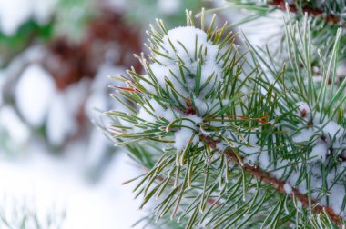 Bulanık orman arka planında kardaki çam ağacı dalı