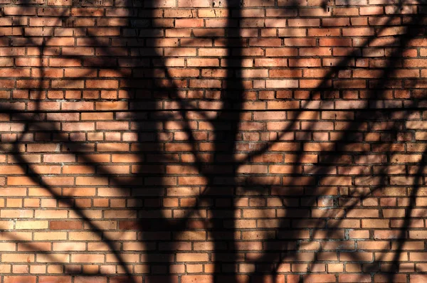 shadow pattern of tree branches on brick wall