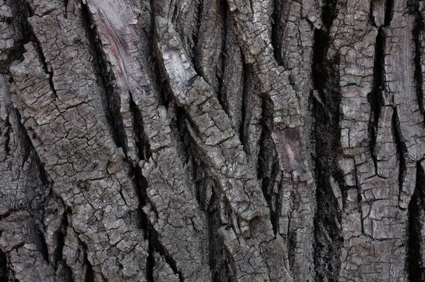 Yüksek Kontrastlı Derin Çatlaklara Sahip Eski Ağaç Kabuğu Dokusu — Stok fotoğraf