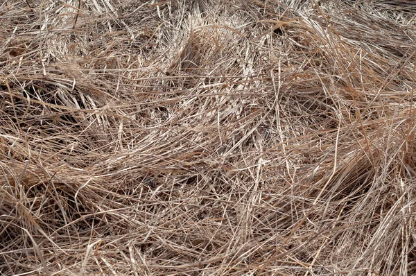 Trockene Mattierte Äste Gras Auf Dem Feld Von Oben — Stockfoto