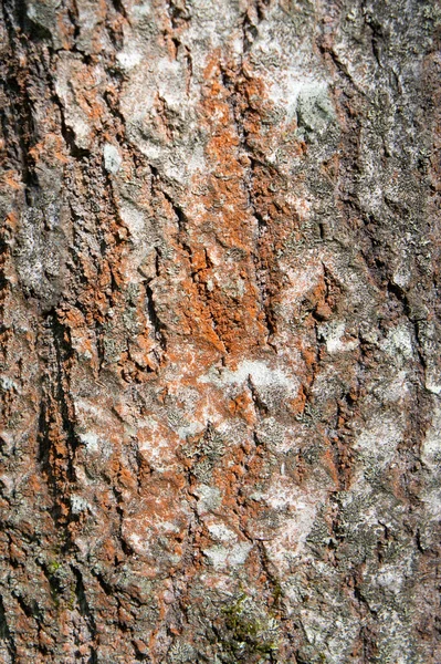 Stromová Kůra Textura Hnědými Skvrnami Vertikální Rám Tvrdé Světlo — Stock fotografie