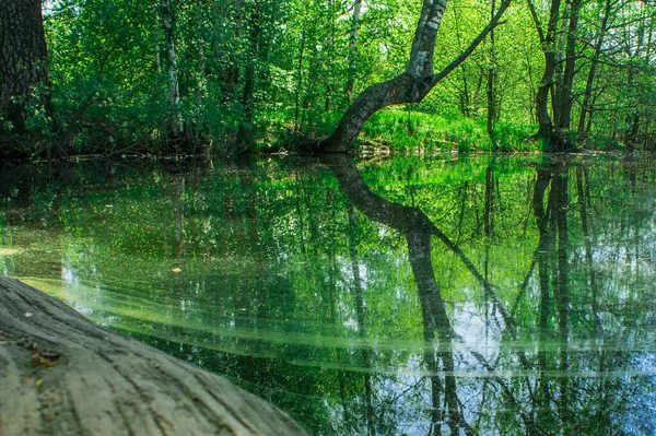 Mirror Surface Forest Pond Site Table — Stock Photo, Image