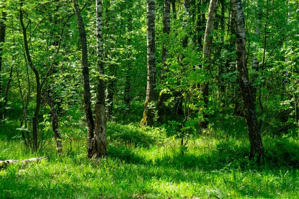 Tapéta Helyén Egy Töredéke Vegyes Erdő Középső Sávban — Stock Fotó
