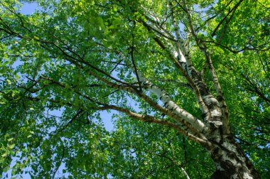 Mavi gökyüzüne karşı yeşil huş dalları. Genel plana bak.