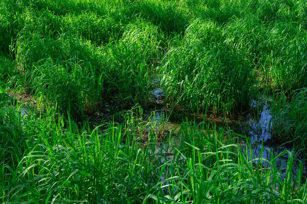 Exuberante Grama Verde Crescendo Fundo Pantanal — Fotografia de Stock