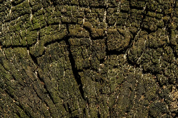 Фон Старе Дерево Розрізане Зеленим Дрібним Мохом Крупним Планом — стокове фото