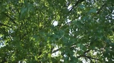 huş ağacı yaprakları rüzgarda sallanıyor güneşin arka ışığında