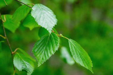 Odaksız yeşil orman arka planında huş yaprağı. Yakın plan.