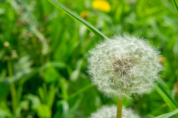 Dandelion White Fuzz Seeds Close Defocused Green Grass Background — Stock Photo, Image