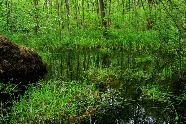 Marais Été Forêt Verte Paysage Herbeux — Photo