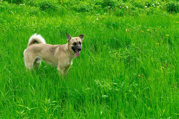 Πεδίο Σκυλί Πυκνό Πράσινο Γρασίδι Στέκεται Προεξέχει Από Γλώσσα Του — Φωτογραφία Αρχείου