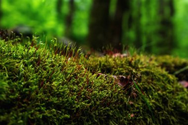 Odaklanamayan yeşil orman arka planına sahip sığ alan derinliğinde orman yosunlarının makro bileşimi
