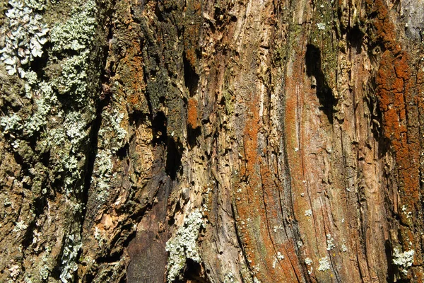 抽象的な背景古い木の亀裂や破壊クローズアップハードライト — ストック写真