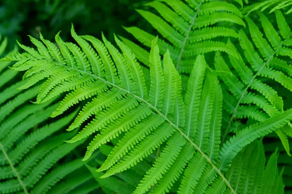 Background Site Table Green Fern Leaves Close — Stock Photo, Image