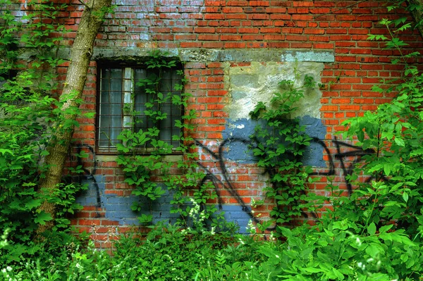 brick wall with a window of an old abandoned building overgrown with trees and bushes