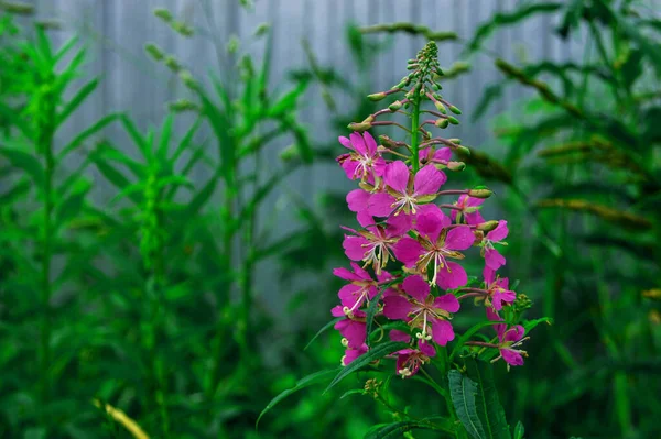 Épillets Roses Fleurs Sauvages Entourés Herbe Verte Gros Plan — Photo