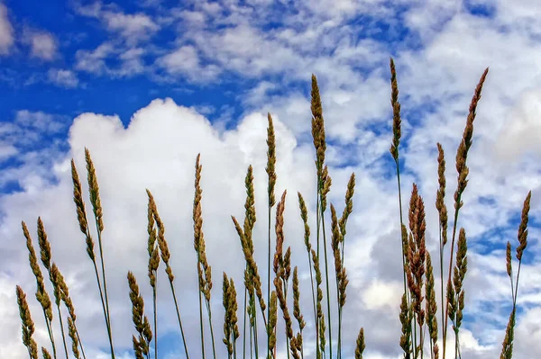 Kolce Trawy Tle Błękitnego Nieba Chmurami — Zdjęcie stockowe