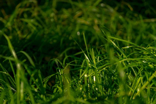 Abstrato Borrão Fundo Grama Verde Suculenta Fechar Alto Contraste — Fotografia de Stock