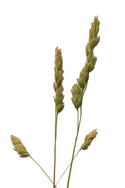 Çimenlerin altın dikenleri beyaz arkaplanda izole edilmiş.