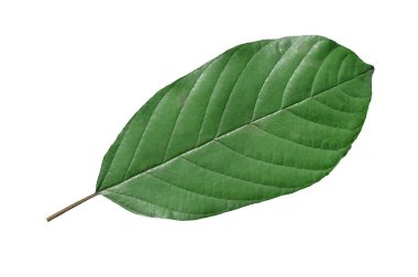 Ağacın yeşil yaprağı, beyaz arkaplan görünümünde izole et