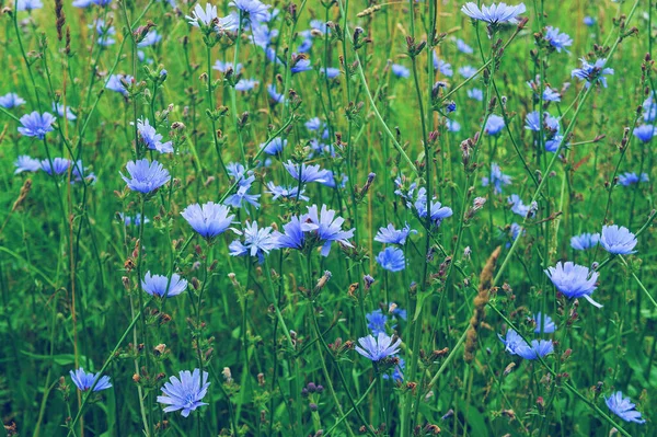 Fundo Verão Flor Azul Immortelle Densos Prados Grama Verde — Fotografia de Stock