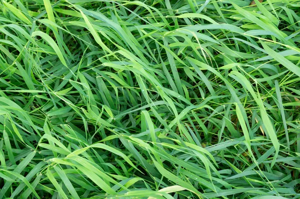 Fundo Verde Brilhante Grama Suculenta Com Folhas Longas Estreitas Vista — Fotografia de Stock