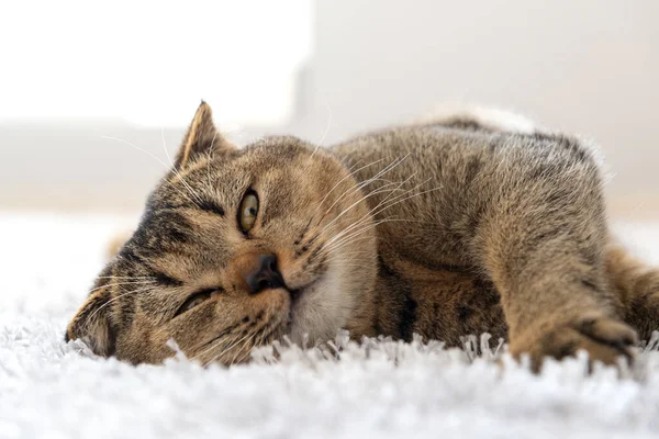 Szkocki Krotnie Kot Leży Lekkim Puszystym Dywanie — Zdjęcie stockowe