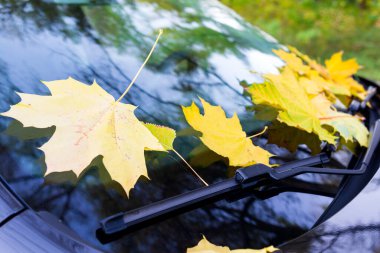 Sarı sonbahar akçaağaç yaprakları güzel bir parktaki siyah bir arabanın ön camında yatıyor..