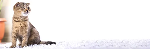 Britisches Kätzchen Auf Teppich Gegen Kamin — Stockfoto