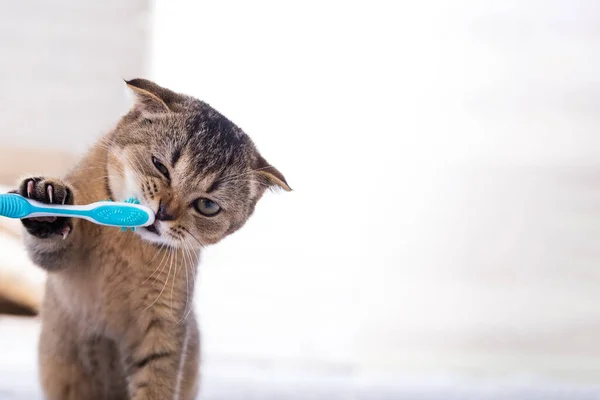 British kitten and a toothbrush. The cat is brushing his teeth.