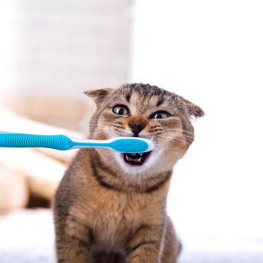 İngiliz kedi yavrusu ve diş fırçası. Kedi dişlerini fırçalıyor..