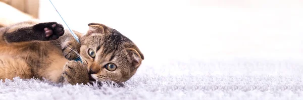 Skoç Kedi Yavrusu Şöminenin Yanındaki Halıda Oyuncakla Oynuyor — Stok fotoğraf