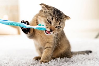 İngiliz kedi yavrusu ve diş fırçası. Kedi dişlerini fırçalıyor..