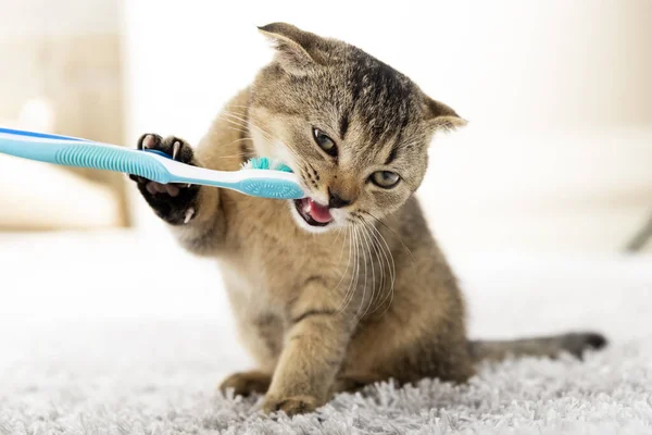 British kitten and a toothbrush. The cat is brushing his teeth.