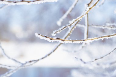 Mavi gökyüzü arka planında tomurcukları olan karla kaplı ağaç dalı.