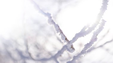 Kar, gökyüzüne karşı ağaç dalları ve yazı için bir yer kaplıyor..