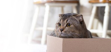 İskoç kedisi oturma odasının zemininde karton bir kutuda..