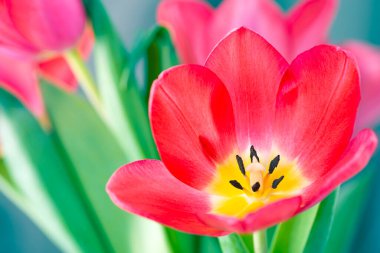 Pembe lale yakın plan. Şirin pembe laleler, bahar pembe çiçekleri