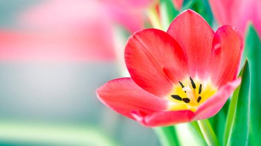 Bulanık bir arkaplanda pembe bir lalenin yakın plan resmi ve mesaj için yer. Şirin pembe laleler, bahar pembe çiçekleri