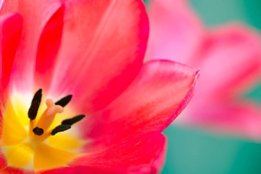 Pembe lale yakın plan. Şirin pembe laleler, bahar pembe çiçekleri.