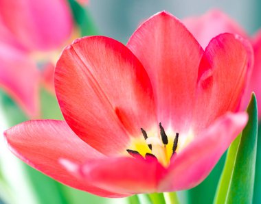 Pembe bir lalenin açık yaprakları. Şirin pembe laleler, bahar pembe çiçekleri.