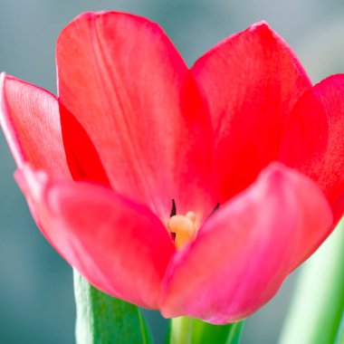 Pembe lale yakın plan. Şirin pembe laleler, bahar pembe çiçekleri.