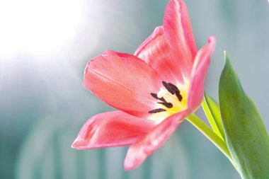 Pembe bir lalenin açık yaprakları. Şirin pembe laleler, bahar pembe çiçekleri.