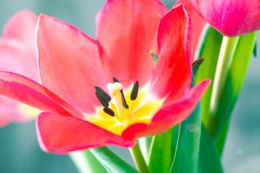 Pembe bir lalenin açık yaprakları. Şirin pembe laleler, bahar pembe çiçekleri.